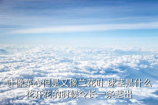美冠兰，这个是什么植物