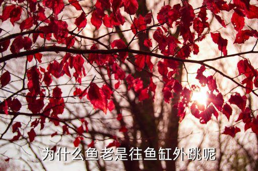 鱼跳缸，为什么鱼老是往鱼缸外跳呢