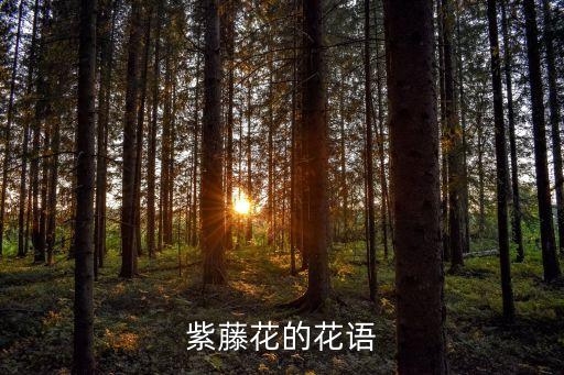 紫藤花的花语