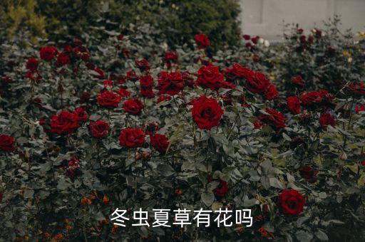 冬虫夏草有花吗