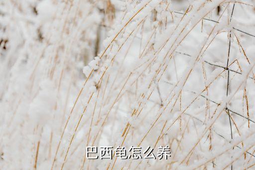 怎么养巴西龟，怎么饲养巴西龟