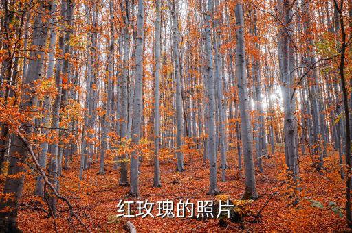 红色玫瑰花图片，有那种血红色的唯美玫瑰图片吗