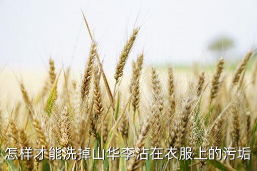 山华李，怎样才能洗掉山华李沾在衣服上的污垢