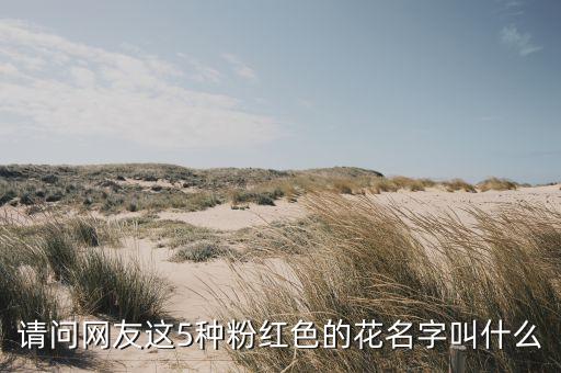 请问网友这5种粉红色的花名字叫什么