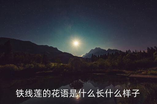 铁线莲倒影，请问网友这到底是什么植物