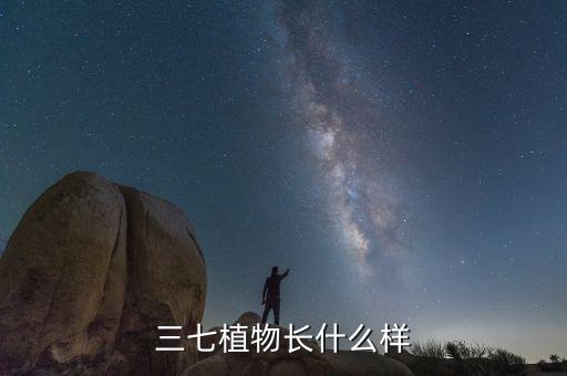 三七图片植物图片，三七植物长什么样