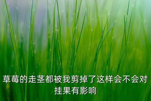 草莓的走茎都被我剪掉了这样会不会对挂果有影响