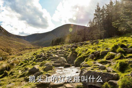 鹅头上的红疙瘩叫什么