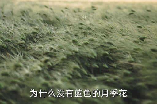 蓝色月季，蓝色月季的花语是什么