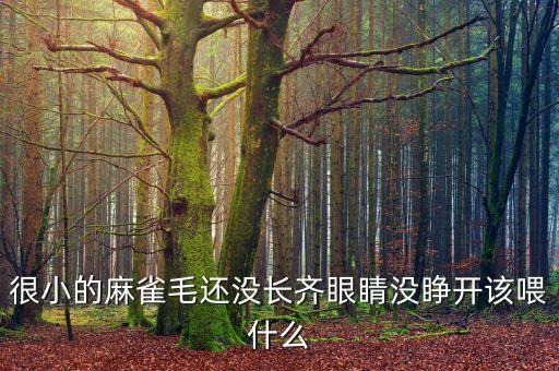 很小的麻雀毛还没长齐眼睛没睁开该喂什么