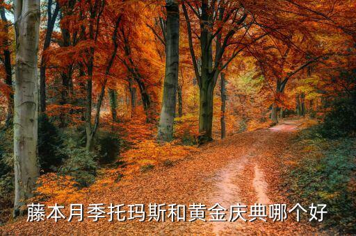 藤本月季托玛斯和黄金庆典哪个好