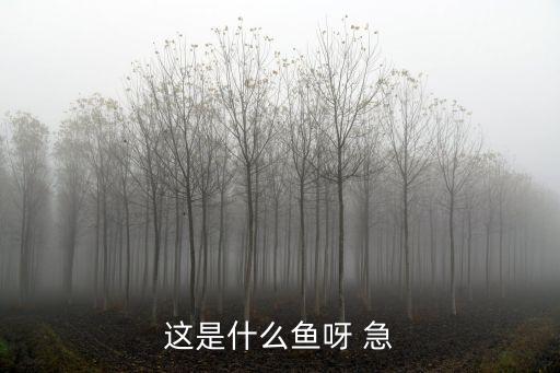 这是什么鱼呀 急