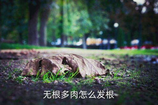 无根多肉怎么发根