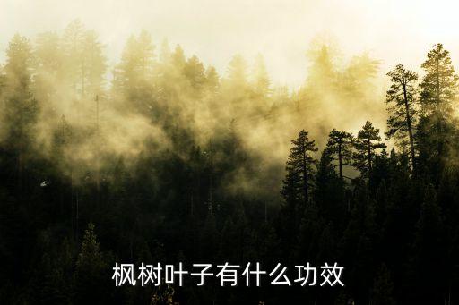 枫树叶子有什么功效