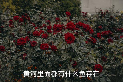 黄河里面都有什么鱼存在