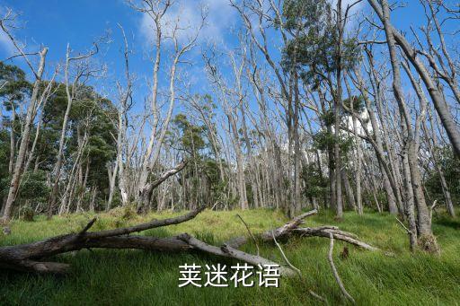 荚迷花语
