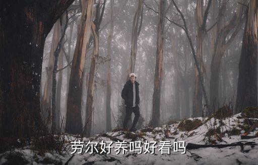 劳尔好养吗好看吗
