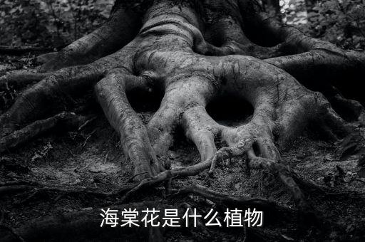 海棠花树，哪一种海棠树长得快花又好看