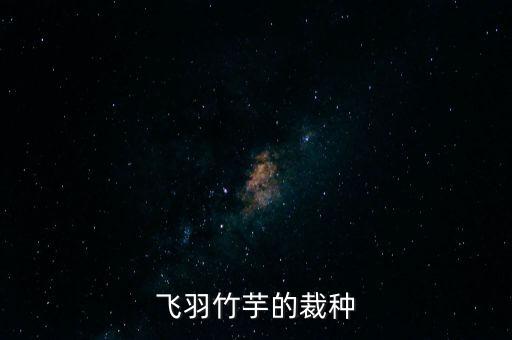 飞羽竹芋的裁种