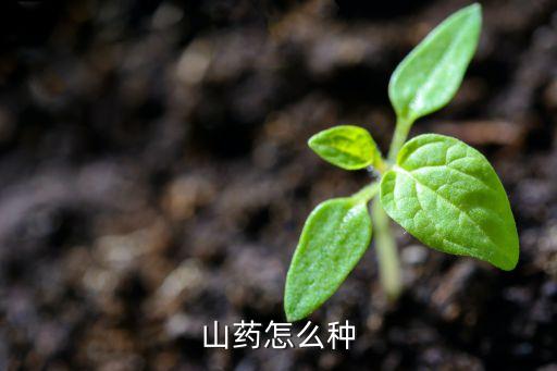 山药怎么种