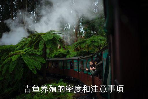 青鱼苗，青鱼养殖的密度和注意事项