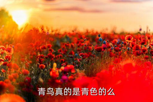 牛是色盲吗，青鸟真的是青色的么