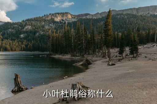 小叶杜鹃，小叶杜鹃俗称什么
