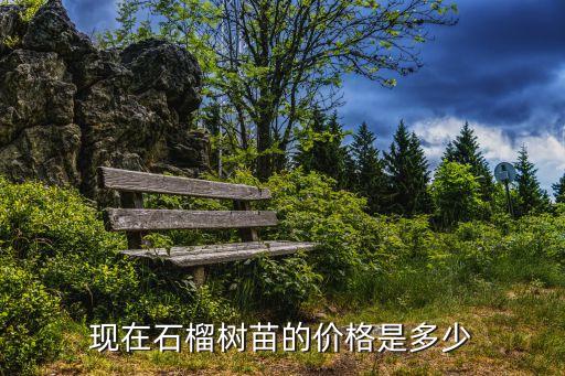 石榴树苗，现在石榴树苗的价格是多少