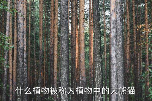 什么植物被称为植物中的大熊猫