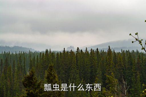 瓢虫，瓢虫是什么东西
