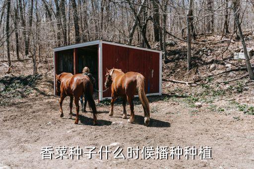 香菜种子什么时候播种种植