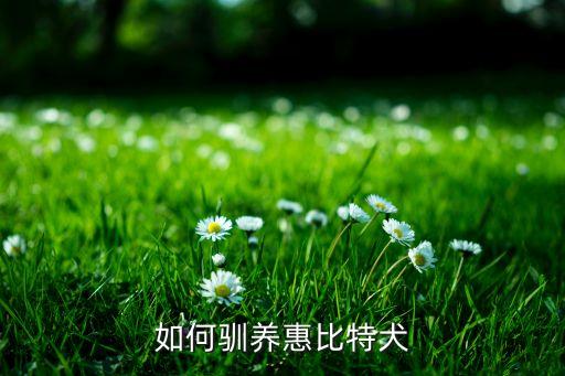 如何驯养惠比特犬