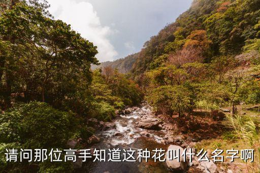 金樱子花，金樱子的花语