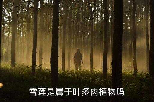 雪莲是属于叶多肉植物吗