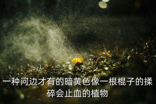 香蒲科，水里面长得高高的上面有个像脆皮肠一样的东西的植物叫什么