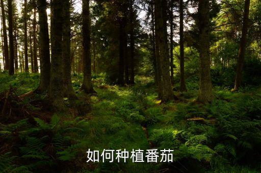 西红柿种植方法，如何种植番茄