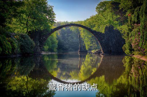 藏香猪的缺点
