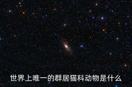 群居动物，一屋三伙是什么动物