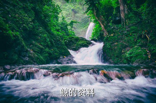 鲸的资料