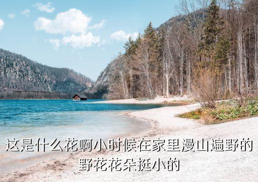 这是什么花啊小时候在家里漫山遍野的野花花朵挺小的