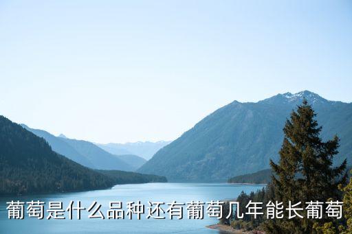 妮娜皇后葡萄，香蜜沉沉烬如霜中葡萄的真身是什么