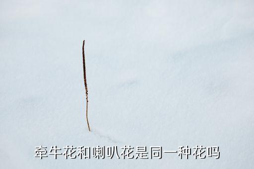 牵牛花和喇叭花是同一种花吗