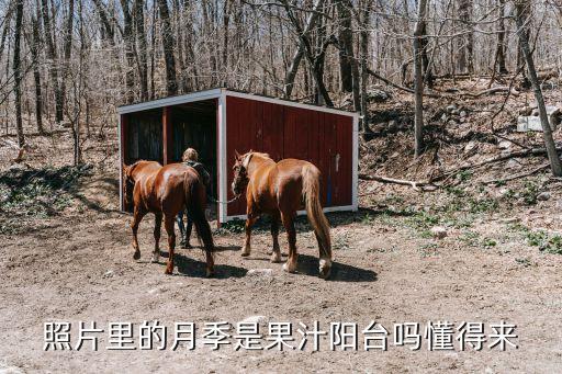 卡罗拉月季图片，杭州市面上有一种叫红玫的玫瑰切花当然了其实是月季