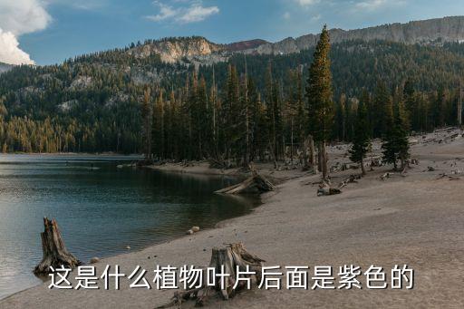 当归叶子图片，这是什么植物叶片后面是紫色的
