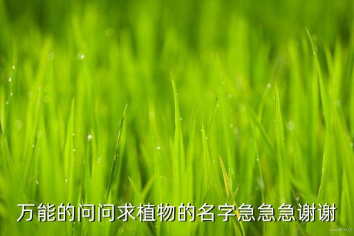 植物名，跪求植物名谢谢