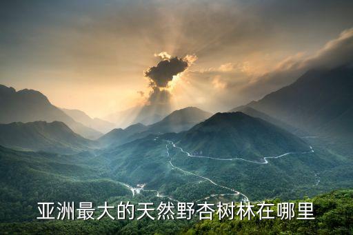 亚洲最大的天然野杏树林在哪里