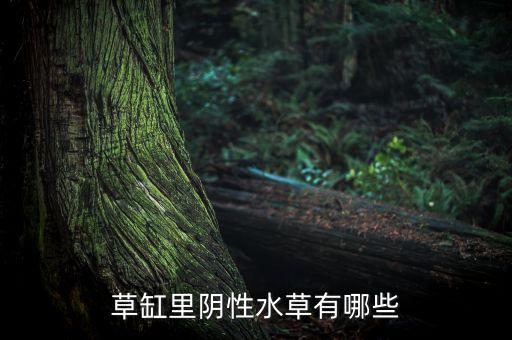 草缸里阴性水草有哪些