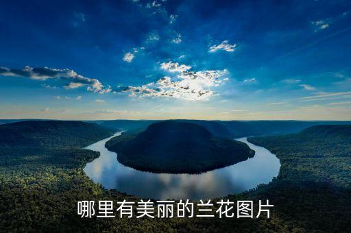 哪里有美丽的兰花图片