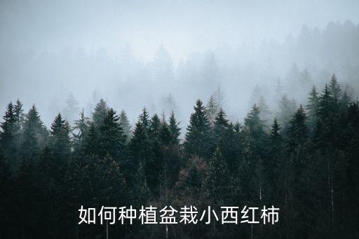 如何种植盆栽小西红柿