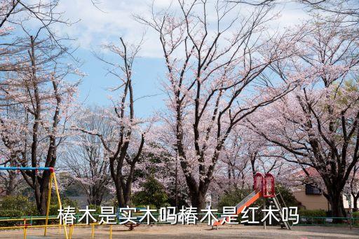 椿木是实木吗椿木是红木吗